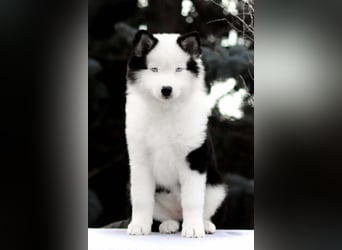 Yakutian laika / Yakutskaya Laika puppies