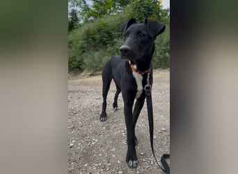 Sirius sucht ein Zuhause