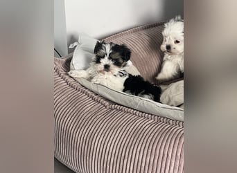 2 zuckersüße Maltipoo Welpen - Rüde und Hündin
