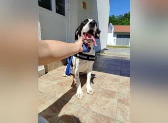 lieber Pointer Mischling Merlin sucht ein Zuhause oder Pflegestelle