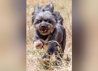 Kiko - ein charmanter Junge