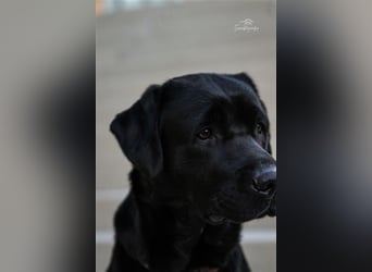 26-fach freier Labrador Retriever Deckrüde / GRSK / DOK / Stud dog /