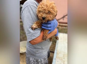 Ali, verspielter Maltipoo Welpe geb. 2025