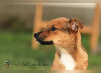 Simba, kleiner Hundejunge sucht ein Zuhause