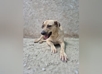 MELINA, Hündin, 3 Jahre, 48 cm, Mischling, Tierschutz
