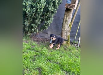 Diese süßen Australian Shepherd Fellnasen