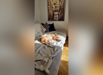 Leona - befindet sich in einer Pflegestelle in 96103 Hallstadt