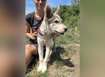 MONTY süßer Hundejunge