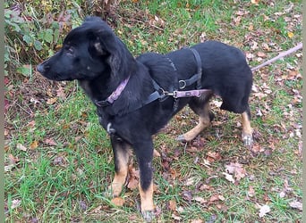 Schäferhund-Collie Mix Junghündin "Livia" sucht ein Zuhause