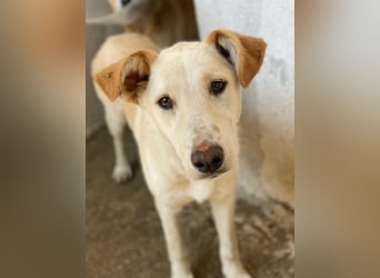 Kalena, geb. ca. 01/2025, lebt in GRIECHENLAND, im städt. Tierheim Serres