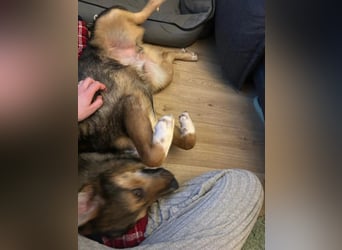 Ibun sucht seine Menschen