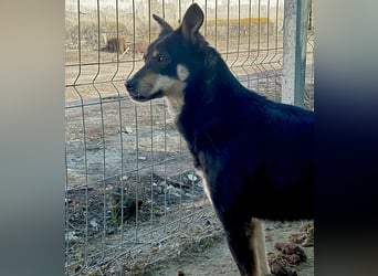 FENJA, Hündin, 3,5 Jahre, 43cm, Mischling, Tierschutz
