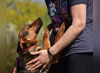 Bobko ist ein entspannter, lieber Hund