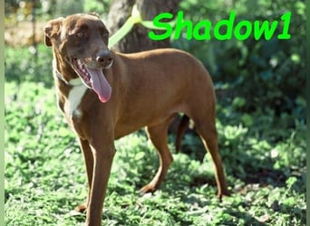 Shadow1 10/2021 (ESP) - liebevoller und sozialer Labrador-Podenco-Mix, ein treuer Menschenfreund!