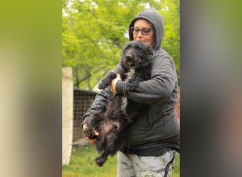 Alf LM – Fröhlicher kleiner Schatz sucht sein großes Glück
