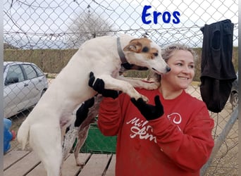 Eros 03/2023 (ESP) - verschmuster und sozialer, junger Bodeguero Mix Rüde!