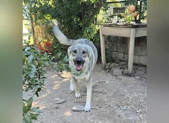 Capo Schäferhundmischling Rüde ca. 3,4 Jahre alt in Griechenland