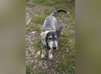 Bob, bildhübscher, verspielter Husky Mix Welpe