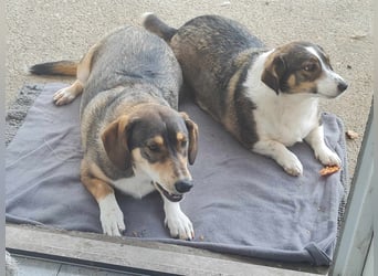 Dackelchen Mia und Emmi wollen nicht getrennt werden