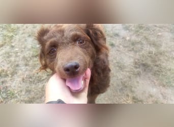 Frida-LM, Sonnenschein Frida sucht einen Gnadenplatz