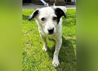 ♥SUNNY♥ auf Pflegestelle bei Leverkusen - zierliche, verschmuste, fröhliche kleine Zuckermaus 34cm