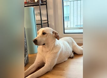 Bella Mischlingshündin ca. 3 Jahre alt in 72072 Tübingen