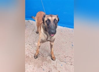 Tintin, traumhafter Malinois Rüde mit bestem Charakter, sehr sozial   Steckbrief Name: Tintin Rasse: