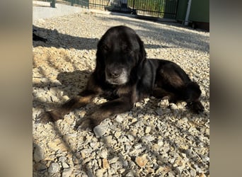 Momo braucht ein liebevolles Zuhause