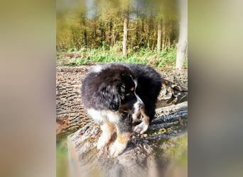 Reinrassige Australian Shepherd Welpen aus einer Spitzenverpaarung mit ASCA Papiere....