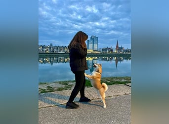 Shiba Inu puppies