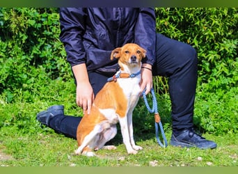 Holly, Mix Chihuahua / Beagle, lieb und verträglich