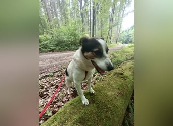 Lino, ein perfekter Begleiter