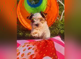 Biewer Yorkshire Terrier, Welpe,Rüde, reinrassig sehr selten