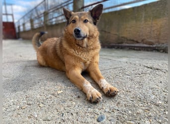 Molly- auf der Suche nach ihren Menschen