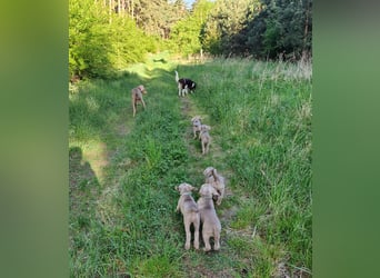 zuckersüße Weimaranerwelpen