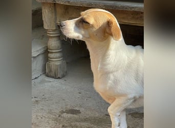 ⭐️MIRELLA⭐️, Hündin, 5 Jahre, 25 cm, Mischling, Tierschutz