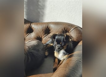 Super hübsche Black&tan langhaar Chihuahua Hündin aus bester Aufzucht