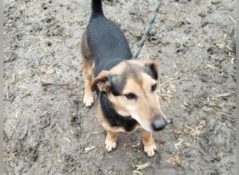 Blacky: gerettet aus der Tötungsstation