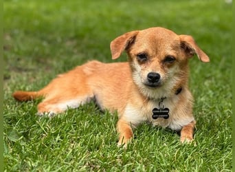 ♥BIENCHEN♥ neu auf Pflegestelle bei Köln - zarte, absolut zutrauliche kleine Juniorin 21 cm