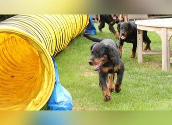 2 liebenswerte Gordon Setter aus Liebhaberzucht suchen Kuschelpartner