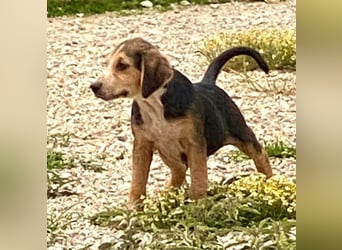 Leon, kleiner Herzensbrecher, 4 Monate, 42 cm, 17 kg