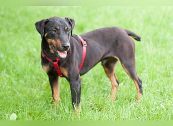 Chapi - quirliger, verschmuster Familienhund - Tierhilfe Franken e.V.