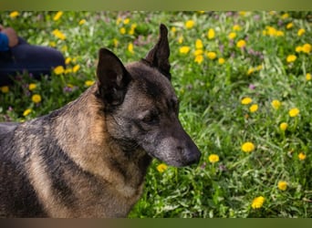 Flower-  Liebevolle Malinois-Mix-Hündin sucht ein geborgenes Zuhause