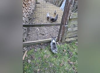 Zauberhafte Pomsky Welpen in echter Minihusky-Optik