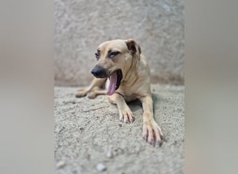 MELINA, Hündin, 3 Jahre, 48 cm, Mischling, Tierschutz