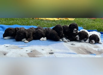 Lagotto Romagnolo, Welpen von ausgezeichneter Qualität