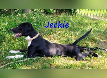 Jeckie geb. ca. 01/2021 (GRC) - ausgeglichener, lieber und wunderschöner Rüde!