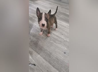 Mini bullterrier - Australian shepherd mix welpen