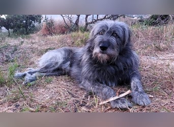 Balou wartet auf sein Für-Immer-Zuhause