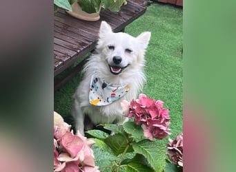 Gino SR – Sanfter Spitz-Rüde mit Herz sucht liebevolles Zuhause
